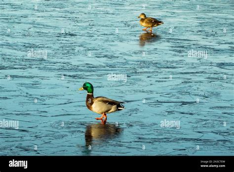 Pair Of Mallard Ducks Anas Platyrhynchos Walking On Ice Of Swan Lake