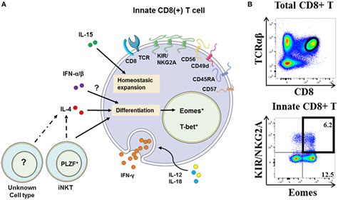 Frontiers Phenotype Of Nk Like Cd8 T Cells With Innate Features In