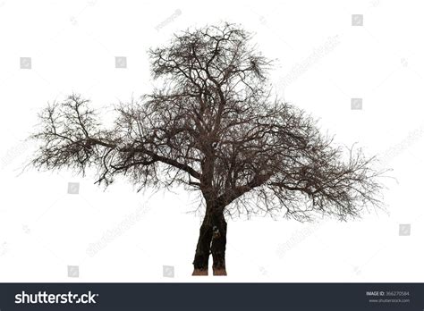 Naked Tree On White Background Stock Photo 366270584 Shutterstock