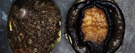 Blacklip Abalone | FRDC