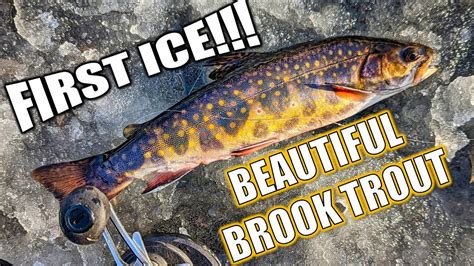 First Ice Ice Fishing Brook Trout On A Mountain Pond Youtube