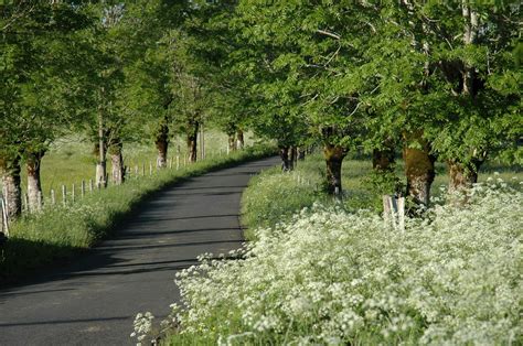 Banco De Imagens Panorama árvore Natureza Caminho Grama Trilha