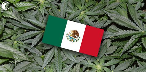 México El Cannabis Es Una Buena Oportunidad Para Pachuca