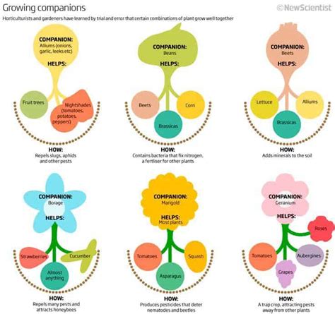 Companion Planting Guide and Examples [For Vegetable Gardens] | Family Food Garden