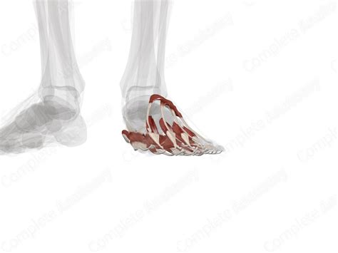 Muscles of Foot (Left) | Complete Anatomy