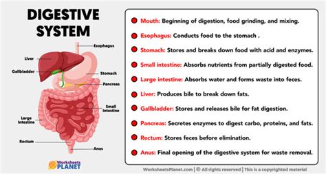 Parts of Digestive System and its Functions