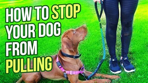 How To Keep My Dog From Pulling On Leash