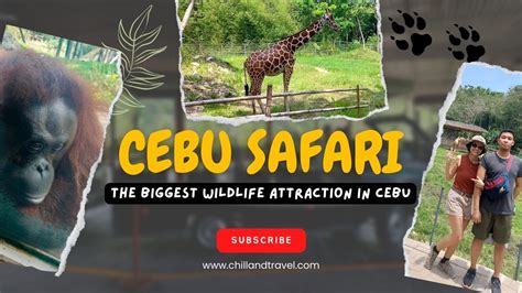 Cebu Safari Largest Zoological Park In The Philippines 🇵🇭 Youtube