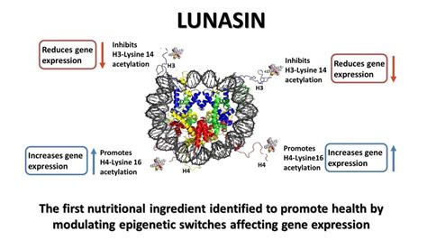 Lunasin And Epigenetics You Can Take Control Of Your Health