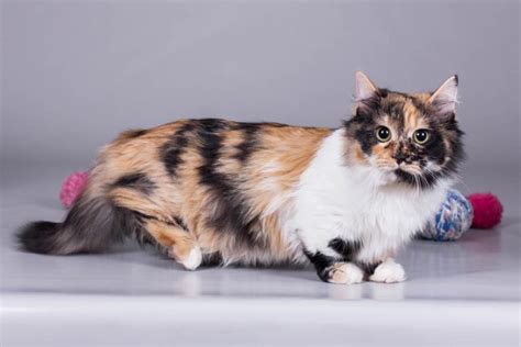 18 Facts About Munchkin Cats - Cat-World