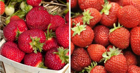 Honeoye Strawberry Variety Info And Grow Guide – Strawberry Plants