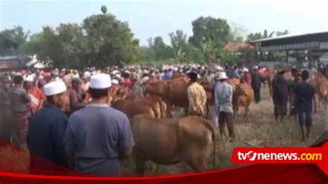 Meski Harga Sapi Di Madura Naik 25 Persen Penjualan Meningkat Jelang