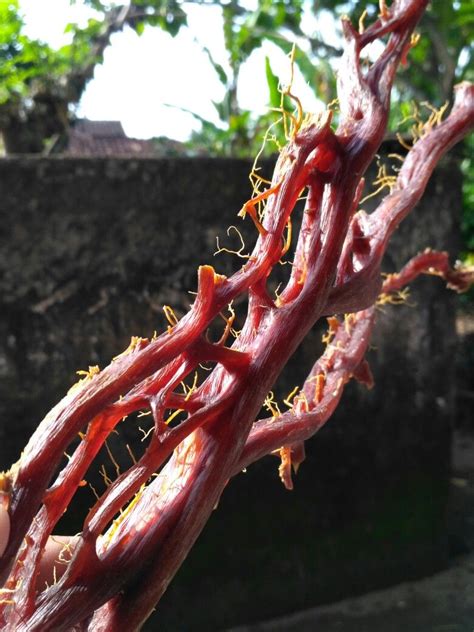 Akar Bahar Merah Agar Meat Jerky Sketch Image Jewelry Food