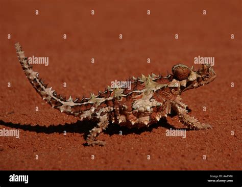 Thorny devil lizard hi-res stock photography and images - Alamy