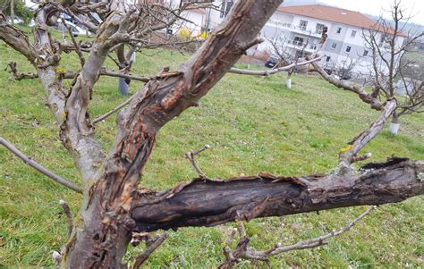 Saint Genest Lerpt Comment Traiter Ses Arbres Fruitiers R Ponse Samedi