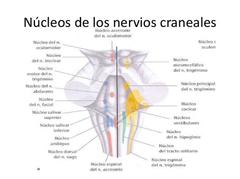 Nuestro Tallo Cerebral