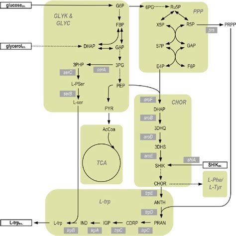 Schematic Representation Of Central Carbon Metabolism And L Tryptophan