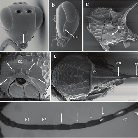 Cabeza En Visión Frontal De Acanthaegilips Ashmeadi A En Visión Download Scientific Diagram