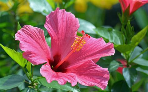 Flowers Hibiscus Wallpapers Hd Free Download