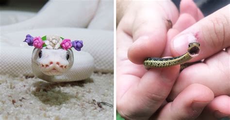 26 Adorable Snakes That Will Make You Love Them Instead Of Fear