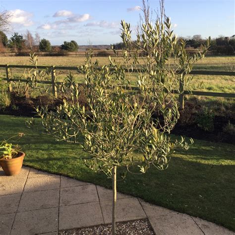 Olea Europaea Correggiola Olive Tree Correggiola In Gardentags