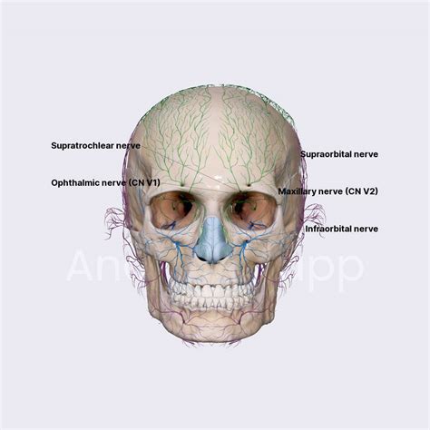 Trigeminal Nerve Cn V Cranial Nerves Head And Neck Anatomy App