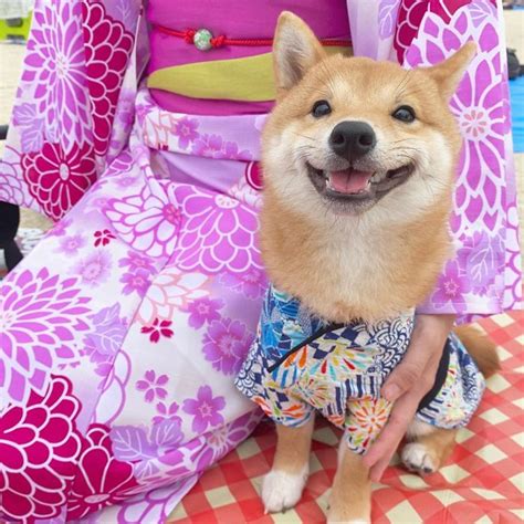 Lovable Shiba Inu Always Has a Happy Grin on His Face