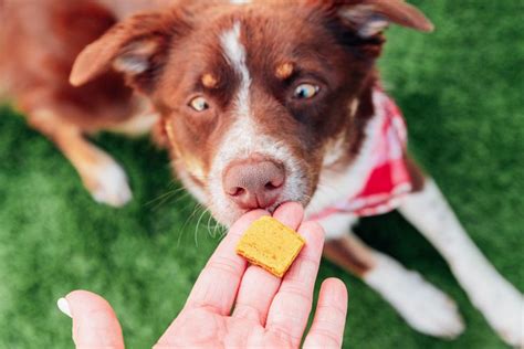 Peanut Butter & Pumpkin Grain Free Dog Treats Recipe | Bone Appetreat