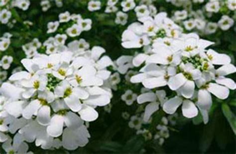 Iberis Sempervirens Dwarf Snow Flake Une Plante Du Jardin De Cur De