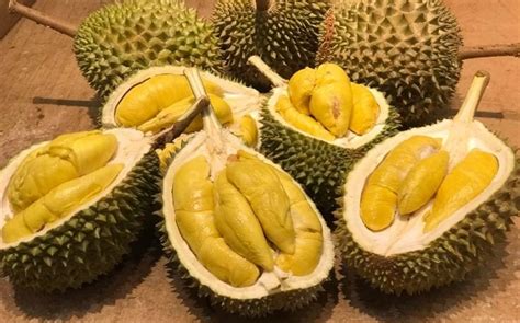 Durian Fruta Para Que Serve Valor Nutricional E Benef Cios Cura Natural