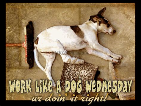 Work Like A Dog Wednesday Pictures Photos And Images For Facebook