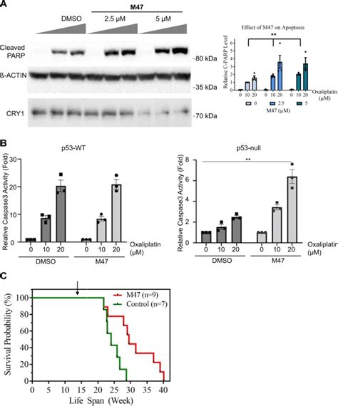 Agingdoc Md Phd On Twitter Discovery Of A Small Molecule That