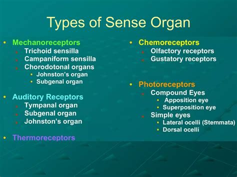 Lecture 18 Insect Sense Organs Copy Ppt