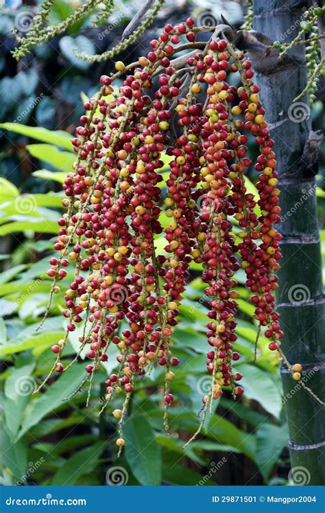 Palm seeds. stock image. Image of farm, merchandise, plantation - 29871501