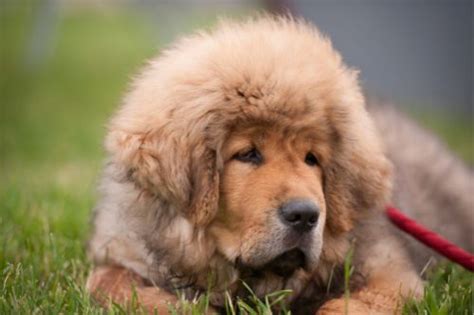 Tibetan Mastiff And German Shepherd Mix A Complete Guide Vizsla World