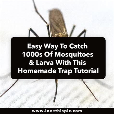 Easy Way To Catch S Of Mosquitoes Larva With This Homemade Trap