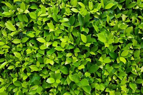 Australian Grow Guide Japanese Box Hedge Buxus Microphylla Japonica