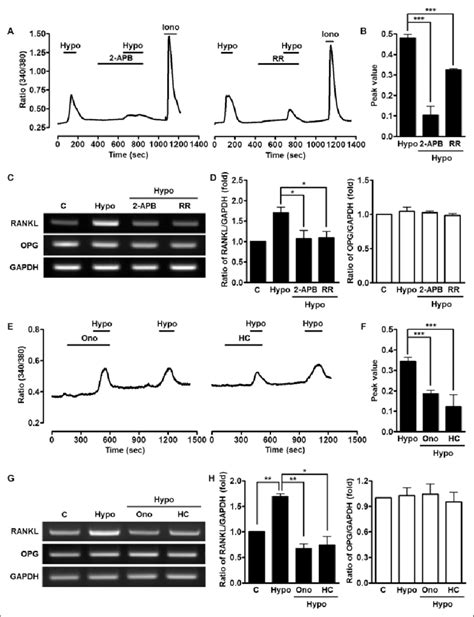 Role Of Trpm And Trpv In The Hypotonic Stress Induced Increase In Ca