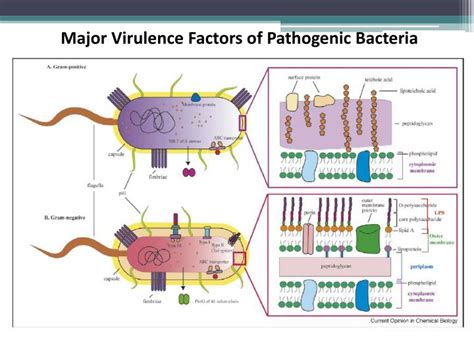 Ppt Comparative Genomics Powerpoint Presentation Id