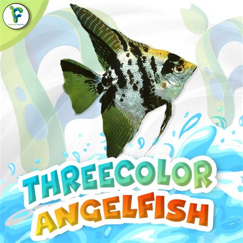 Jual IKAN MANFISH THREE COLOR 3 COLOR IKAN ANGELFISH IKAN