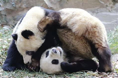 Giant Panda twins at Hangzhou Zoo - Mirror Online