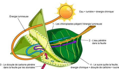 La chlorophylle pigment vert des végétaux absorbe 1ère SVT