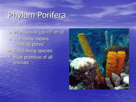 Phylum Porifera Ppt