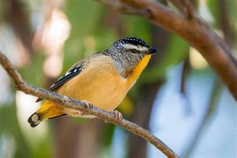 Bird Of The Month Spotted Pardalote Rainbow Beach Community News