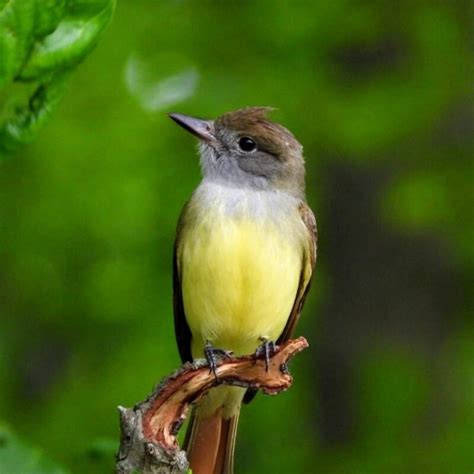 Myiarchus Crinitus Great Crested Flycatcher Usa Birds