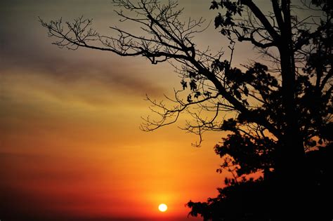 Sunrises And Sunsets Silhouette Trees Hd Wallpaper Rare Gallery