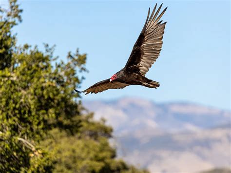 Turkey Vulture Nesting (Behavior, Eggs + Location) | Birdfact