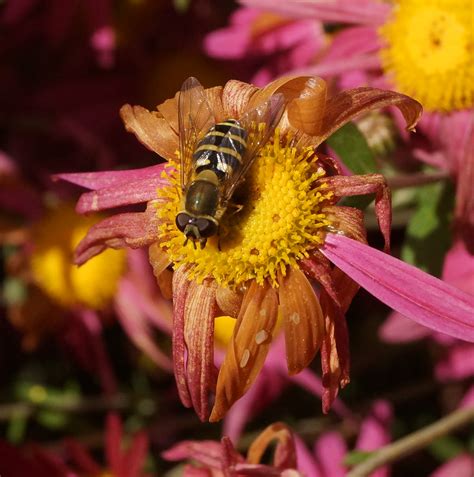 Chrysanthemum indicum - Изображение особи - Плантариум
