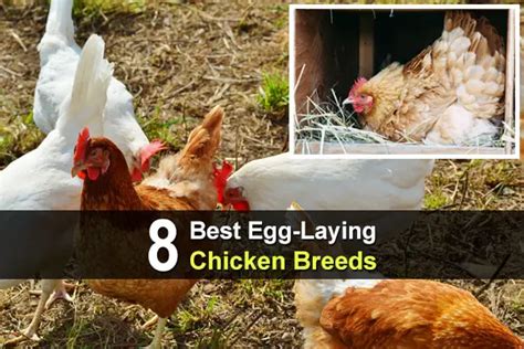 8 Best Egg-Laying Chicken Breeds