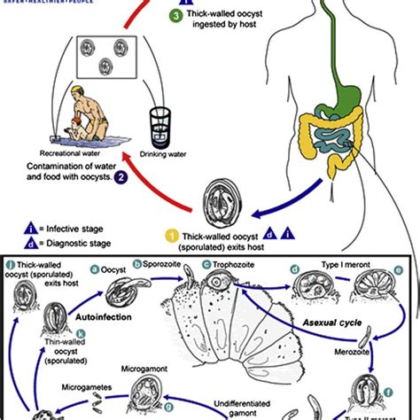 Morphological Characteristics Of Cryptosporidium Parvum Cyclospora Download Scientific Diagram